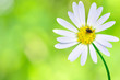 Flower with insect Flower with insect