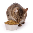 chatte mangeant croquettes diététiques