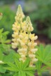 Foto: Lupine Lupine