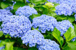 Hydrangea