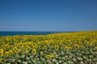 i girasoli al mare