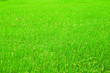 Green Spike