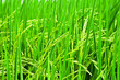 Green Spike