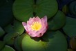seerose