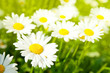 Photo: Daisy flower on green meadow Daisy flower on green meadow