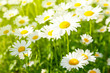 Photo: Daisy flower on green meadow Daisy flower on green meadow