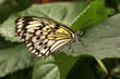 ����: Schmetterling � feff15 #33442643