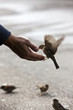 sparrow get fed