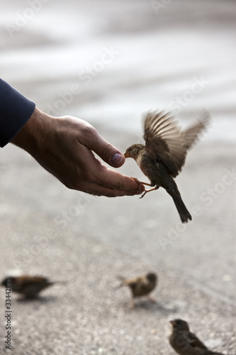 Photo: sparrow get fed sparrow get fed