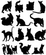 Illustration of black cats