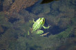 Frog in the algae in the pond
