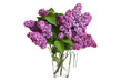 Bouquet of spring purple lilac