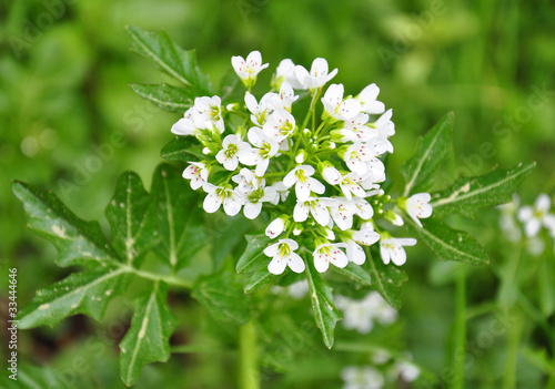 Photo: Brunnenkresse (Nasturtium officinale) Brunnenkresse (Nasturtium officinale)