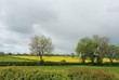 Foto: Rapsfeld Rapsfeld