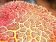 Bizarre Fungus Patterns