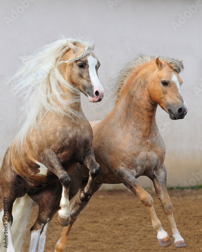 Photo: welsh ponies fighting welsh ponies fighting