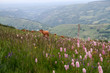 vaches en Auvergne vaches en Auvergne