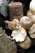 Growing mushrooms
