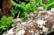 Growing mushrooms
