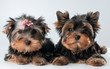 Puppies of yorkshire terrier