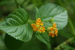 ����: Fleur de lantanier, lantana camara � *�*Fabriss' Pics*�* #33449463