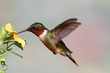 Ruby-throated Hummingbird (archilochus colubris) Ruby-throated Hummingbird (archilochus colubris)