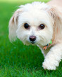 Portrait of maltipoo dog running in field