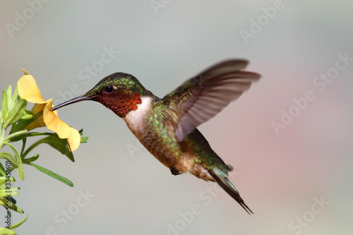 Photo: Ruby-throated Hummingbird (archilochus colubris) Ruby-throated Hummingbird (archilochus colubris)