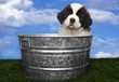 Saint Bernard Puppy Portrait Saint Bernard Puppy Portrait