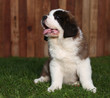 Saint Bernard Puppy Portrait Saint Bernard Puppy Portrait