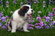 Saint Bernard Puppy Portrait Saint Bernard Puppy Portrait