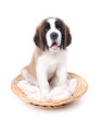 Cute Saint Bernard Puppy on White Cute Saint Bernard Puppy on White