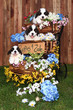 Portrait of Saint Bernard Puppies