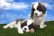 Portrait of Saint Bernard Puppies Portrait of Saint Bernard Puppies