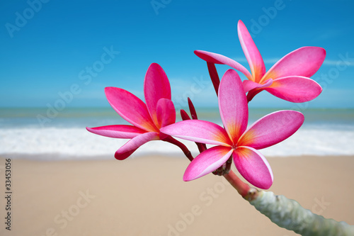 Foto: Plumeria flowers on the beach Plumeria flowers on the beach