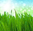 green grass