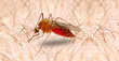 Anopheles mosquito - dangerous vehicle of infection.