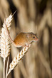 Foto: A Harvest Mouse in its Natural Habitat A Harvest Mouse in its Natural Habitat