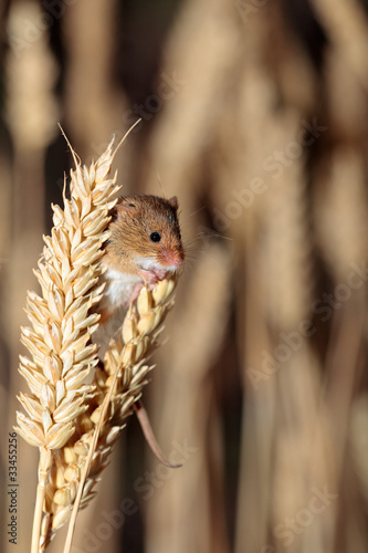 Foto: A Harvest Mouse in its Natural Habitat A Harvest Mouse in its Natural Habitat