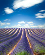 Lavande Provence France / lavender field in Provence, France