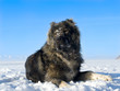 Shepherd Dog