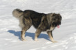 Shepherd Dog