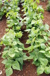 rangées de haricots