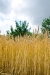 field with ears of wheat