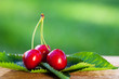 cherry cherries before green