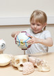 Cute litte girl (5 years old) playing with anatomical models
