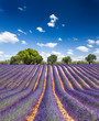 Lavande Provence France / lavender field in Provence, France Lavande Provence France / lavender field in Provence, France