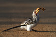 Yellowbilled Hornbill eating frog