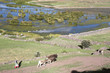 Chullpas inkas de sillustani,Peru