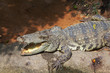 Photo: The crocodile is after feeding The crocodile is after feeding